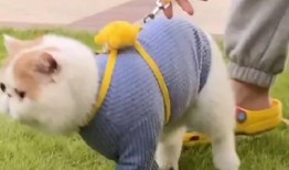 加菲最新爆料新闻,揭秘娱乐圈惊人内幕