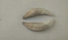 卢大嘴爆料真假辨别视频,真假辨别视频深度解析